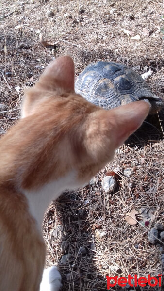 Sarman, Kedi  Limon fotoğrafı