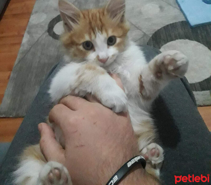 Sarman, Kedi  Limon fotoğrafı