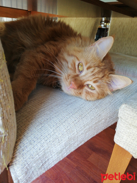 Sarman, Kedi  Maya fotoğrafı