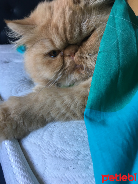 İran Kedisi (Persian), Kedi  Apple fotoğrafı