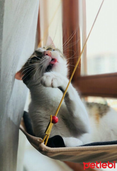 Tekir Kedi, Kedi  Mew #151 fotoğrafı