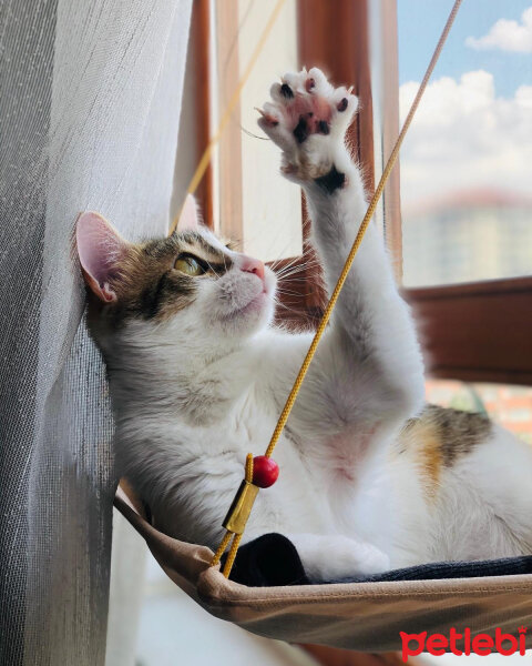 Tekir Kedi, Kedi  Mew #151 fotoğrafı