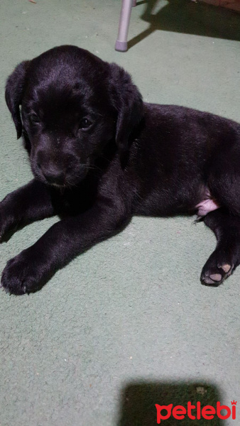 Gordon Setter, Köpek  Zeytin fotoğrafı