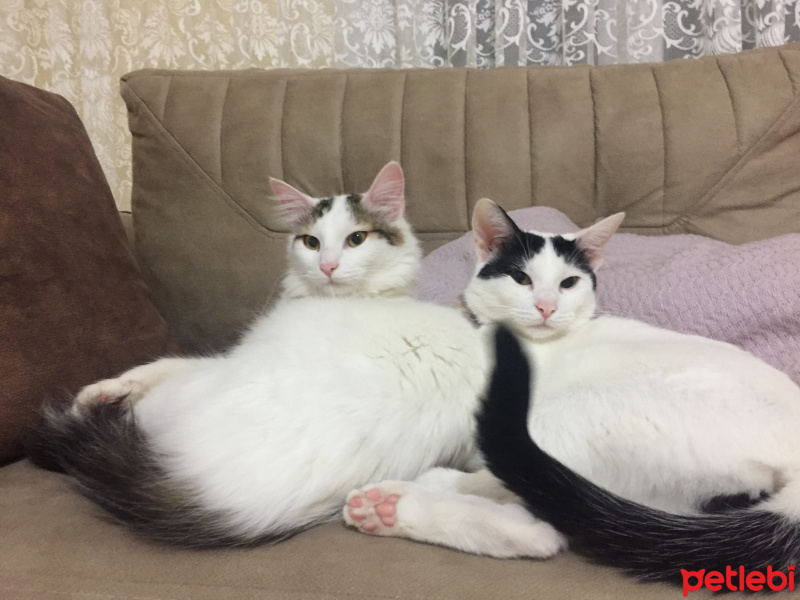 Tekir Kedi, Kedi  Bulut ve pamuk fotoğrafı