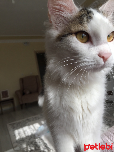 Tekir Kedi, Kedi  Bulut ve pamuk fotoğrafı
