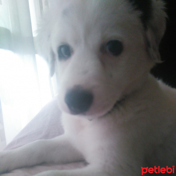 Labrador Retriever, Köpek  Joey fotoğrafı