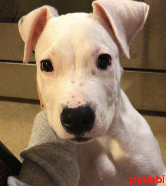 Dogo Arjantin, Köpek  Zeus fotoğrafı