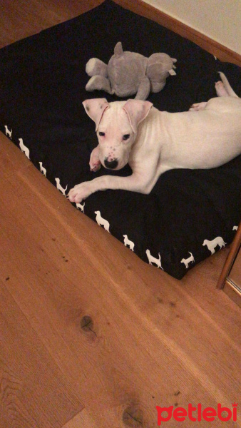 Dogo Arjantin, Köpek  Zeus fotoğrafı