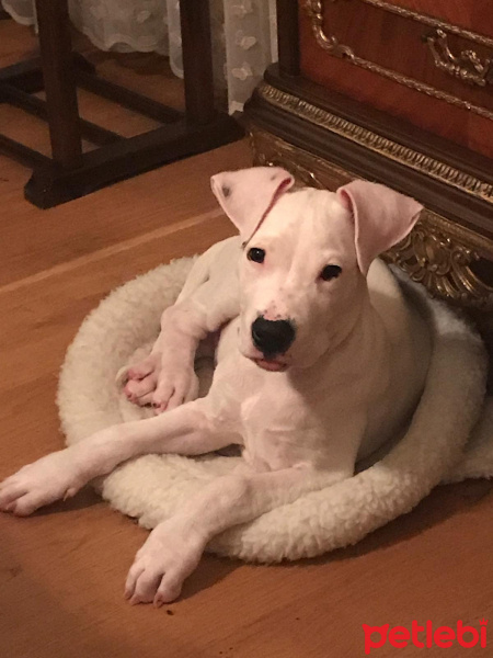 Dogo Arjantin, Köpek  Zeus fotoğrafı