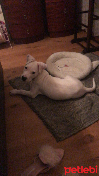 Dogo Arjantin, Köpek  Zeus fotoğrafı