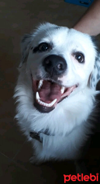 Samoyed, Köpek  joey fotoğrafı