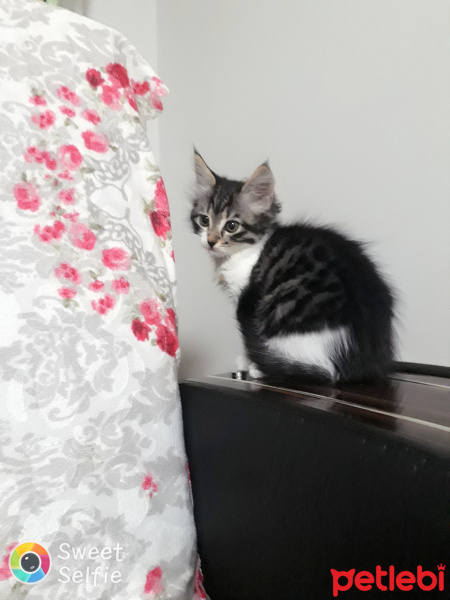 Tekir Kedi, Kedi  Henuz adi yok fotoğrafı