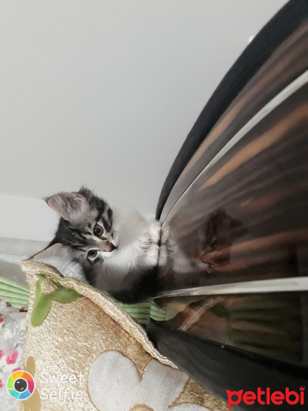 Tekir Kedi, Kedi  Henuz adi yok fotoğrafı