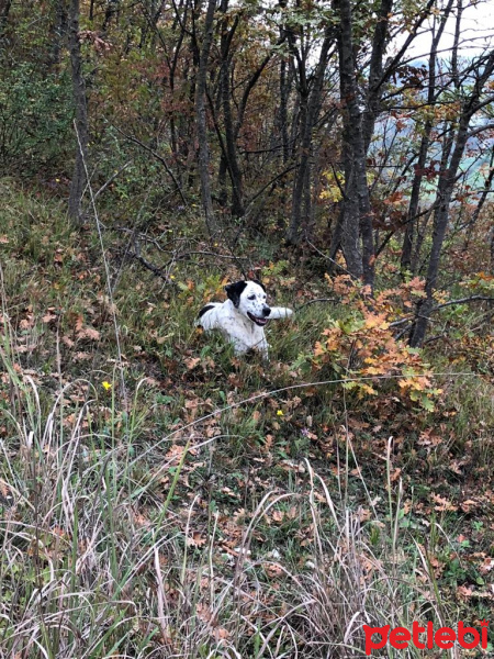 Dalmatian, Köpek  Benekli fotoğrafı