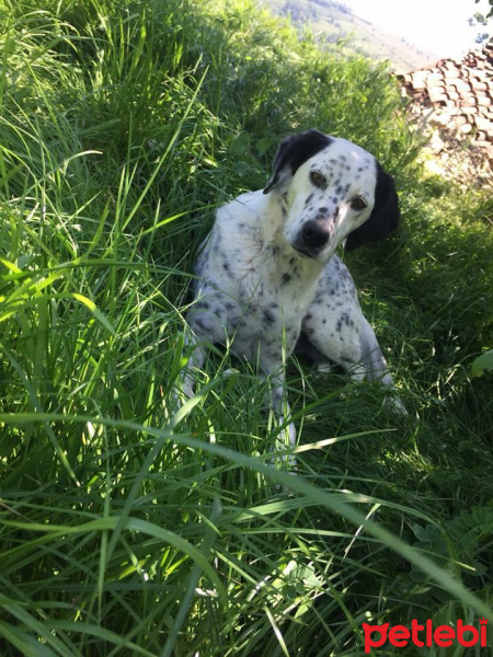 Dalmatian, Köpek  Benekli fotoğrafı