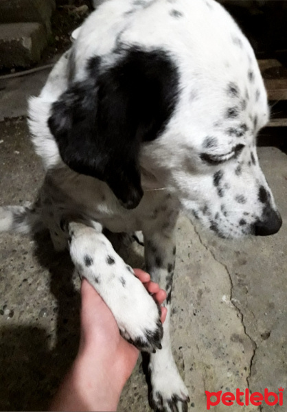 Dalmatian, Köpek  Benekli fotoğrafı