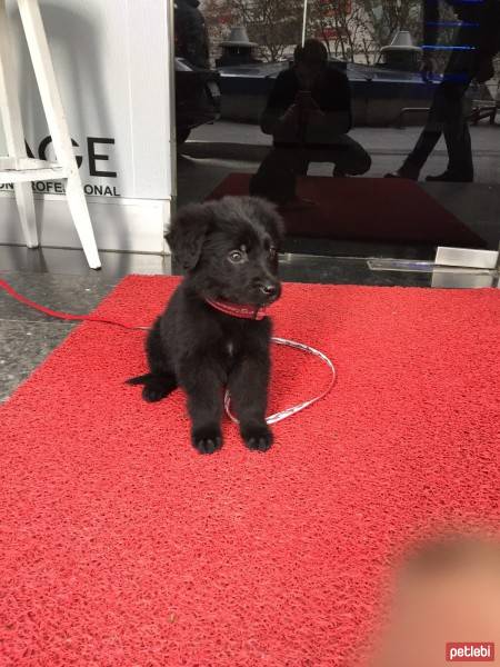 Labrador Retriever, Köpek  Zeytin fotoğrafı