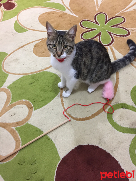 Soke, Kedi  Bilocan fotoğrafı