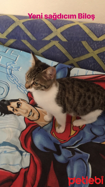 Soke, Kedi  Bilocan fotoğrafı