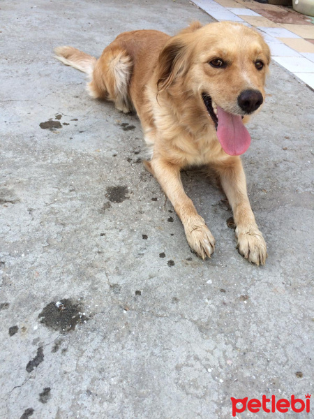 Golden Retriever, Köpek  Limon fotoğrafı