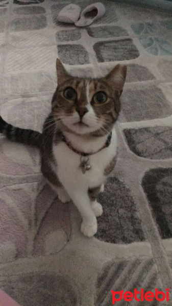 Tekir Kedi, Kedi  lulu fotoğrafı