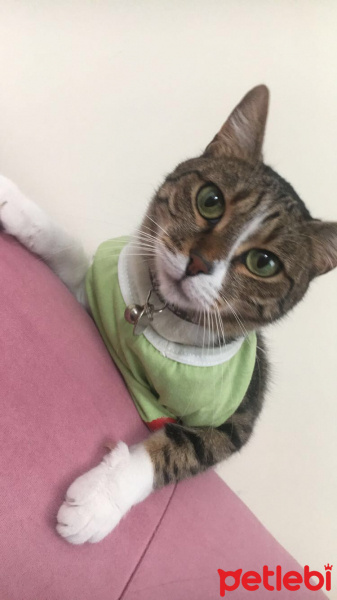 Tekir Kedi, Kedi  lulu fotoğrafı
