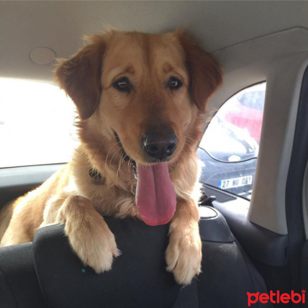 Golden Retriever, Köpek  Zeliş fotoğrafı