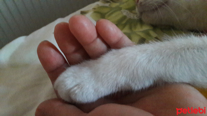 Tekir Kedi, Kedi  Bıdık fotoğrafı