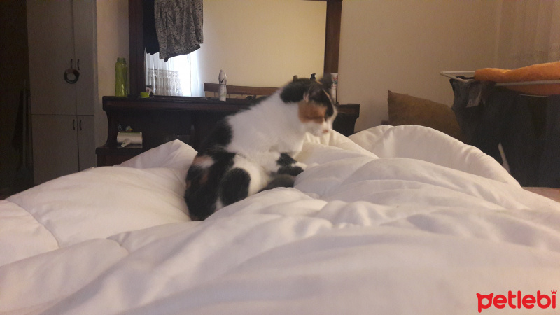 Tekir Kedi, Kedi  Bıdık fotoğrafı