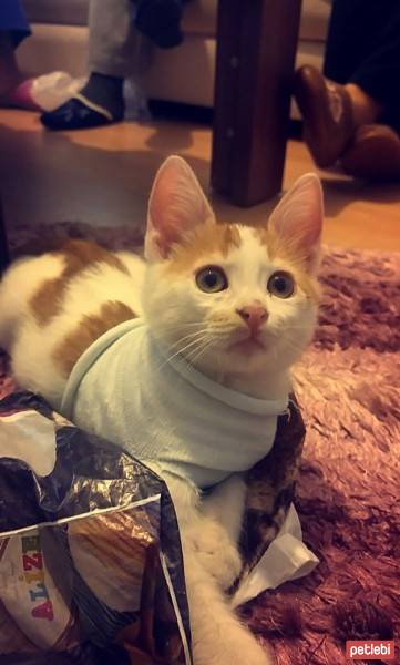 Soke, Kedi  Baltazar fotoğrafı