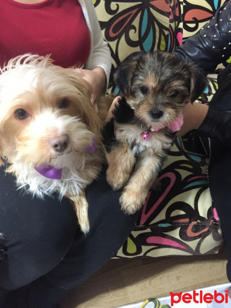 Yorkshire Terrier, Köpek  ODİN fotoğrafı