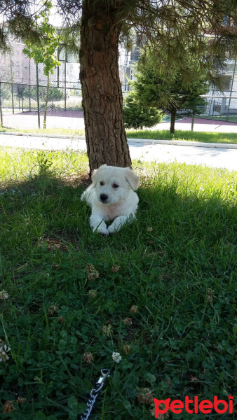 Labrador Retriever, Köpek  puffy fotoğrafı