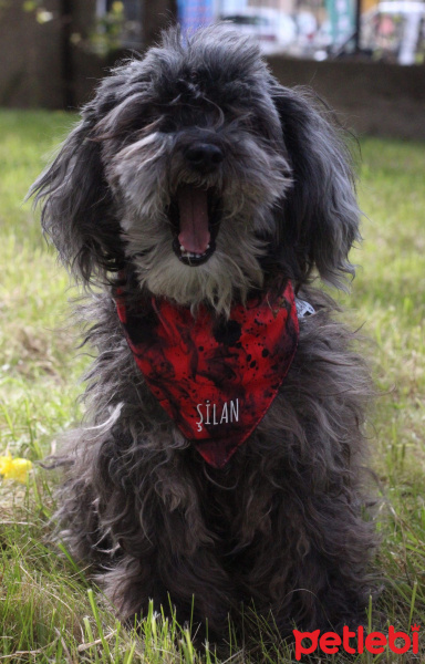 Bichon Havanese, Köpek  Şilan fotoğrafı