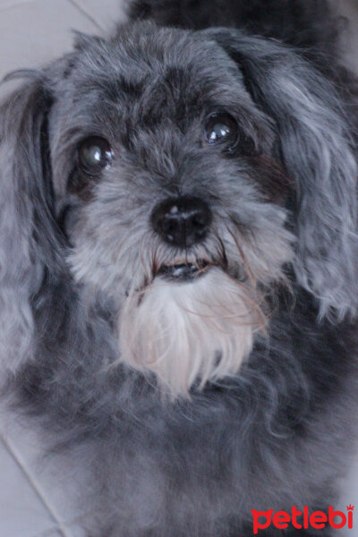 Bichon Havanese, Köpek  Şilan fotoğrafı