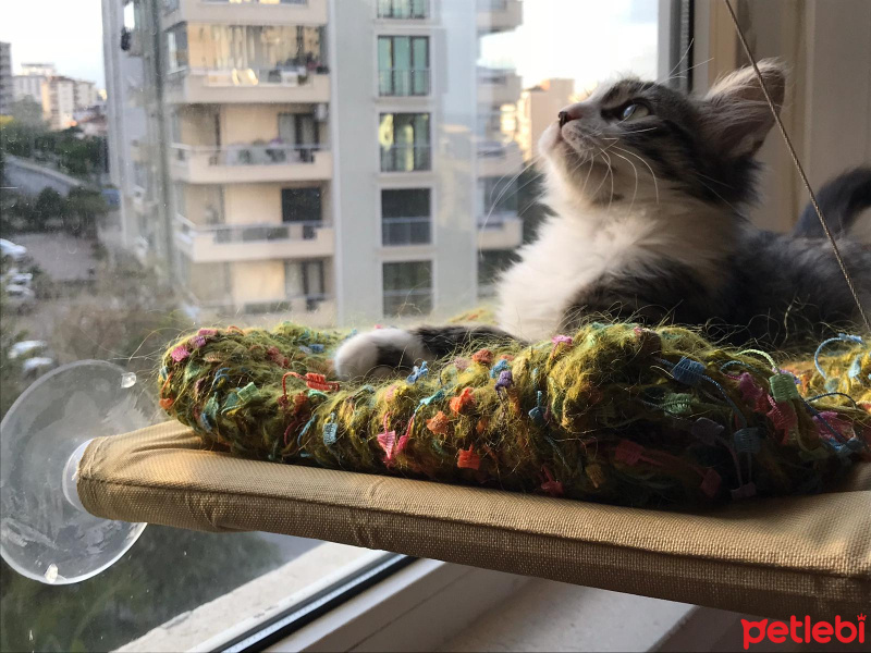 Tekir Kedi, Kedi  Miyu fotoğrafı