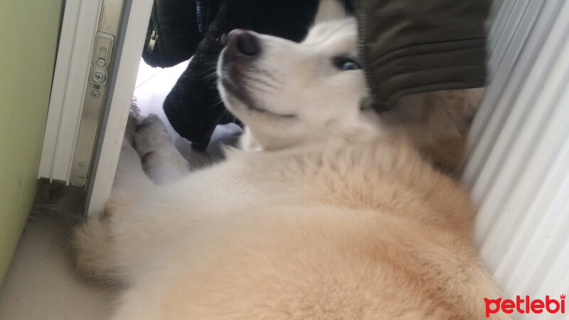 Sibirya Kurdu (Husky), Köpek  Alaska fotoğrafı