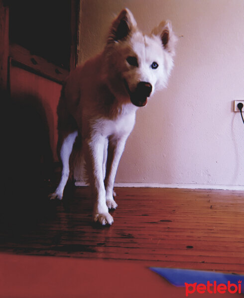 Sibirya Kurdu (Husky), Köpek  Alaska fotoğrafı