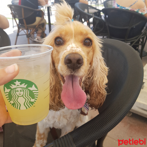 İngiliz Cocker Spaniel, Köpek  Lady fotoğrafı