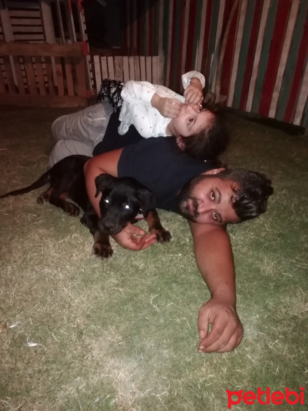 Rottweiler, Köpek  Rodi fotoğrafı