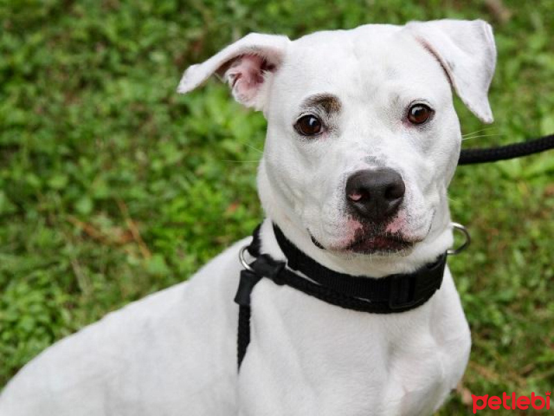 Dogo Arjantin, Köpek  Bulut fotoğrafı
