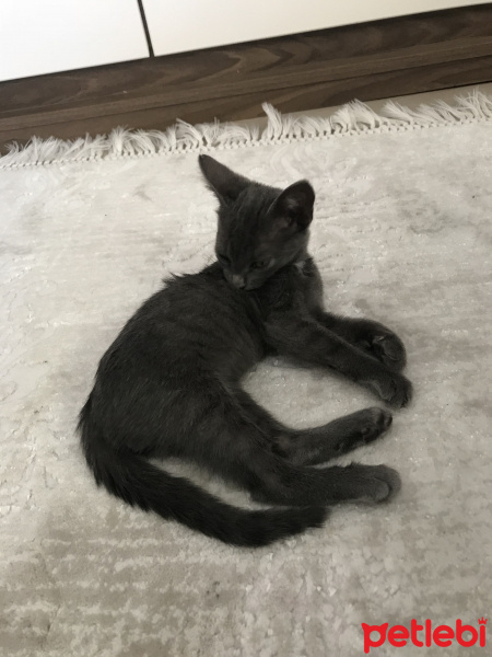 British Shorthair, Kedi  Duman fotoğrafı
