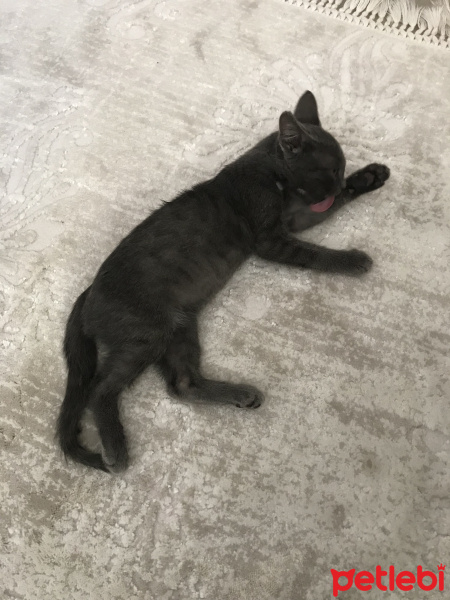British Shorthair, Kedi  Duman fotoğrafı