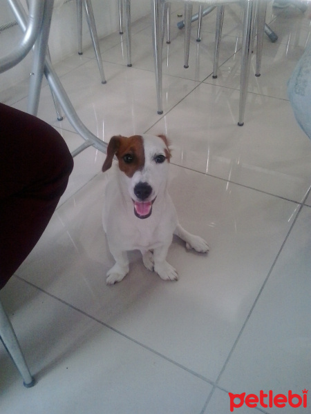 Jack Russell Terrier, Köpek  Mylo fotoğrafı