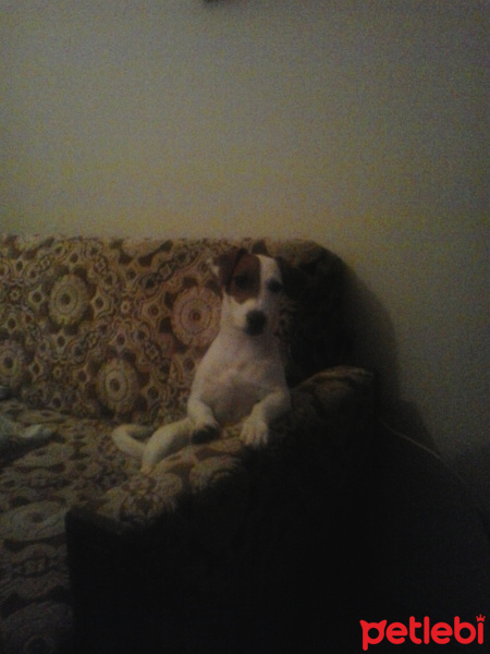 Jack Russell Terrier, Köpek  Mylo fotoğrafı