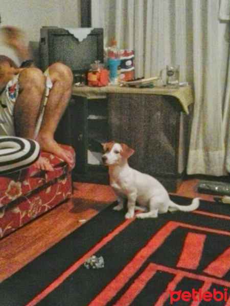 Jack Russell Terrier, Köpek  Mylo fotoğrafı