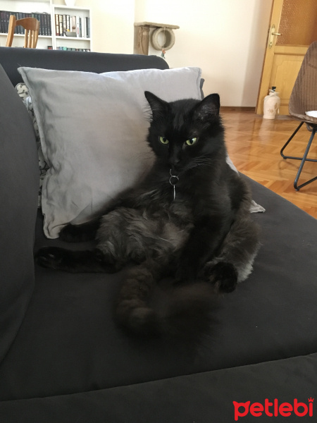 Bombay, Kedi  Orko fotoğrafı