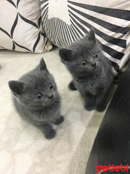 British Shorthair, Kedi  poncik fotoğrafı