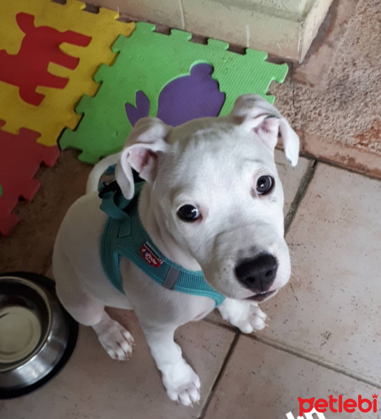 Dogo Arjantin, Köpek  Luna fotoğrafı