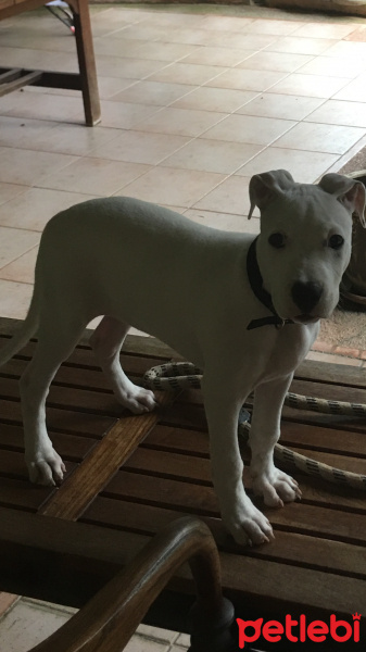 Dogo Arjantin, Köpek  Luna fotoğrafı