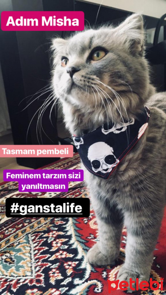 Scottish Fold, Kedi  Misha fotoğrafı